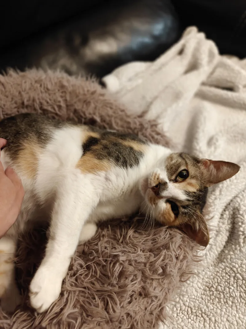 A young medium-sized female Calico Domestic Short Hair cat named Dixie for adoption in Cleveland, TX