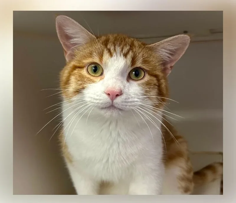 An adult medium-sized male American Shorthair cat named Geek for adoption in Columbia, MO