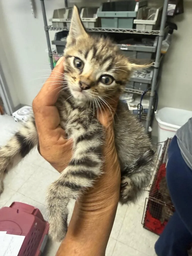 A baby medium-sized female Domestic Short Hair cat named Jackie for adoption in Sorrento, LA