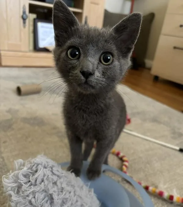 A baby small-sized male Domestic Short Hair cat named General Jack for adoption in Novato, CA