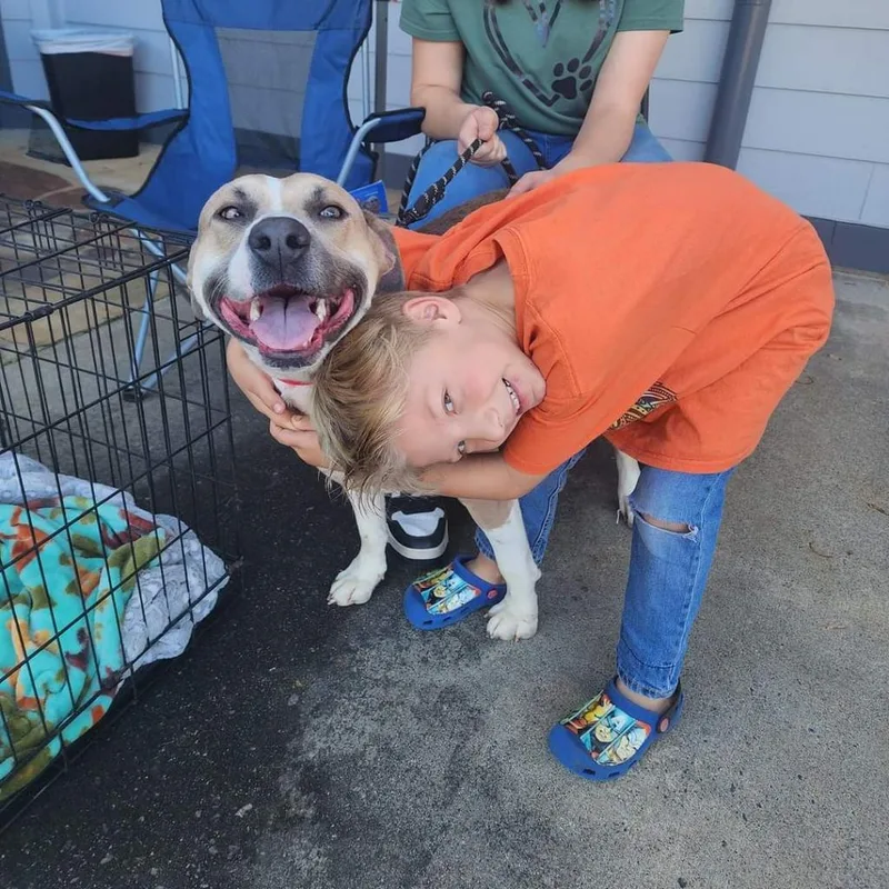 An adult medium-sized male Yellow / Tan / Blond / Fawn Mixed Breed dog named JoJo for adoption in Gainesville, GA