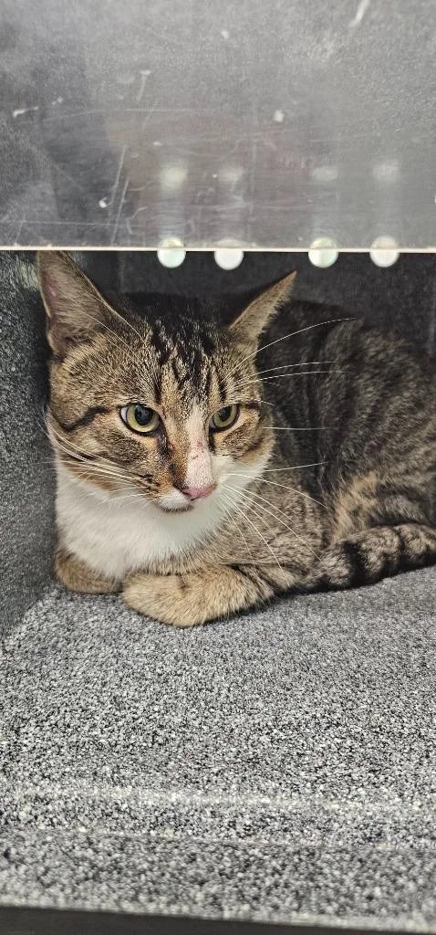 A young medium-sized male Domestic Short Hair cat named Ruckus for adoption in Athens, TN