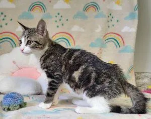 A young medium-sized male Domestic Short Hair cat named Cheese for adoption in Bucyrus, OH