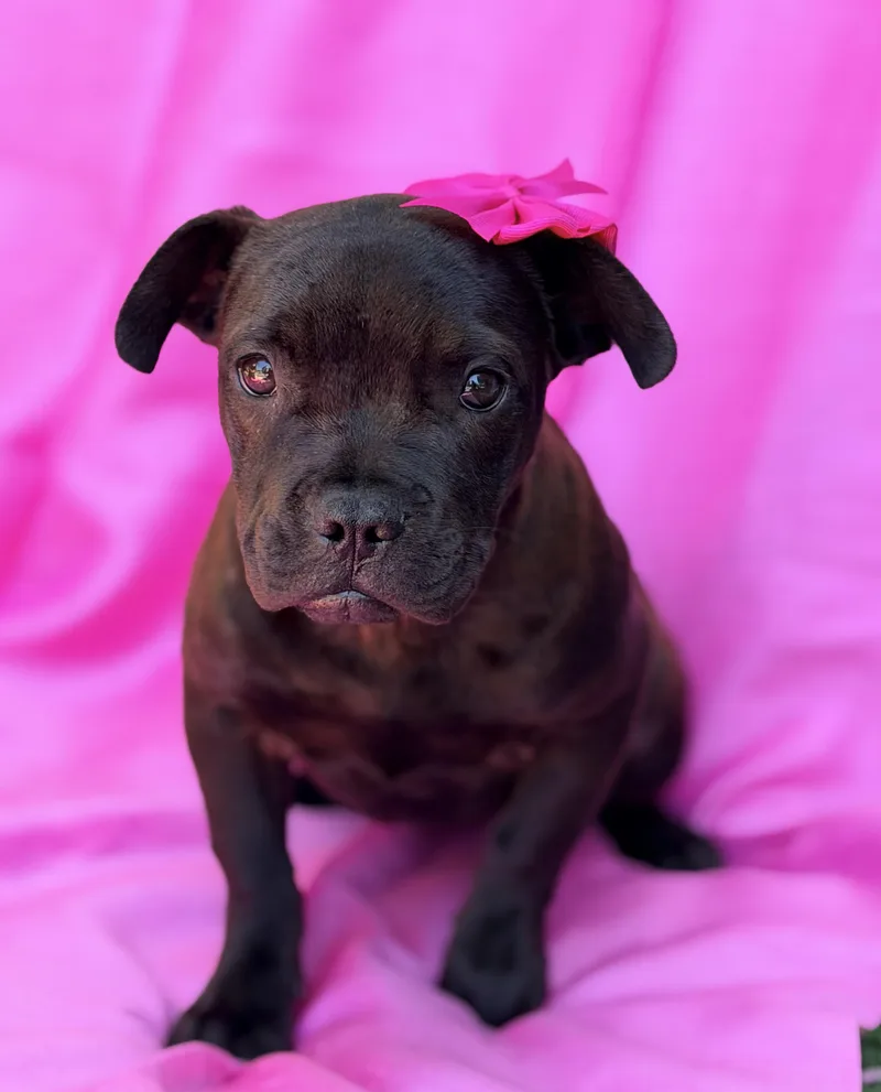 A baby small-sized female Black Terrier dog named Layla for adoption in Rowland Heights, CA