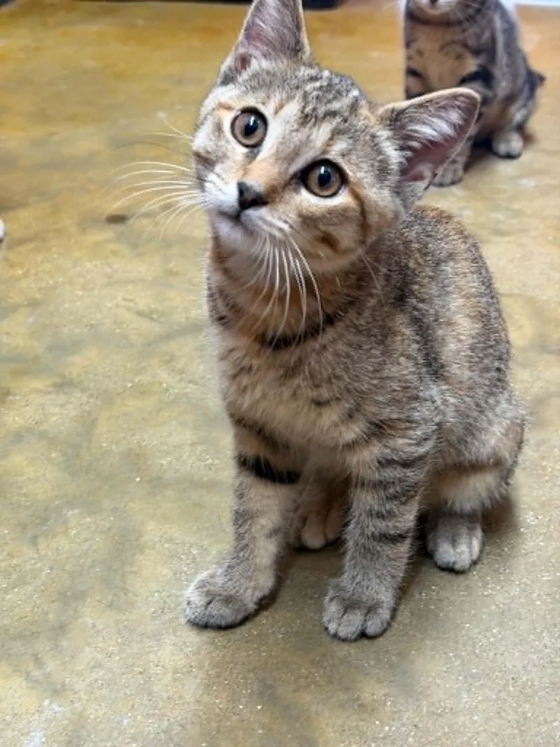 A baby medium-sized female Torbie Domestic Short Hair cat named Persimmon for adoption in Martinsville, IN