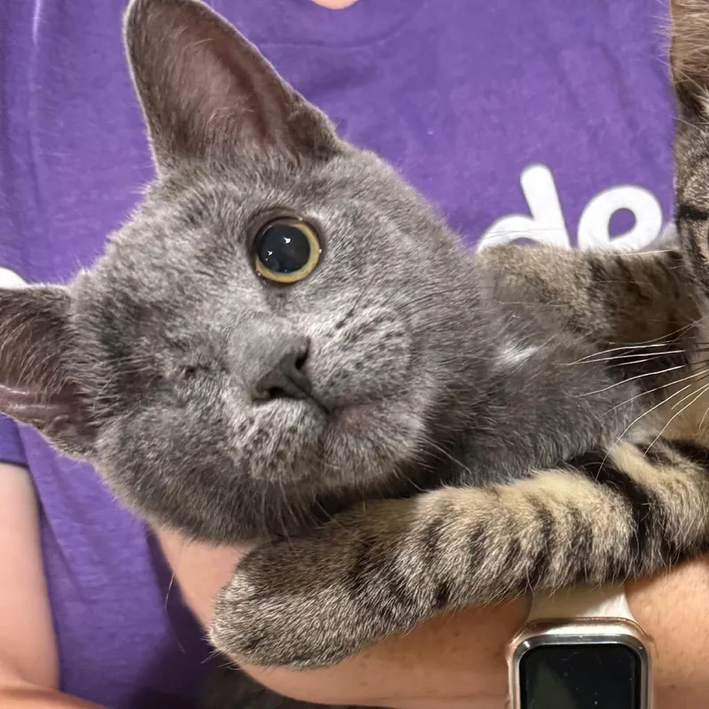 A baby small-sized male Gray / Blue / Silver Domestic Short Hair cat named Rowdy for adoption in Madison, WI