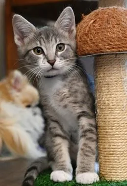 A baby medium-sized male Tabby (Gray / Blue / Silver) Domestic Short Hair cat named Charlie W for adoption in North Highlands, CA