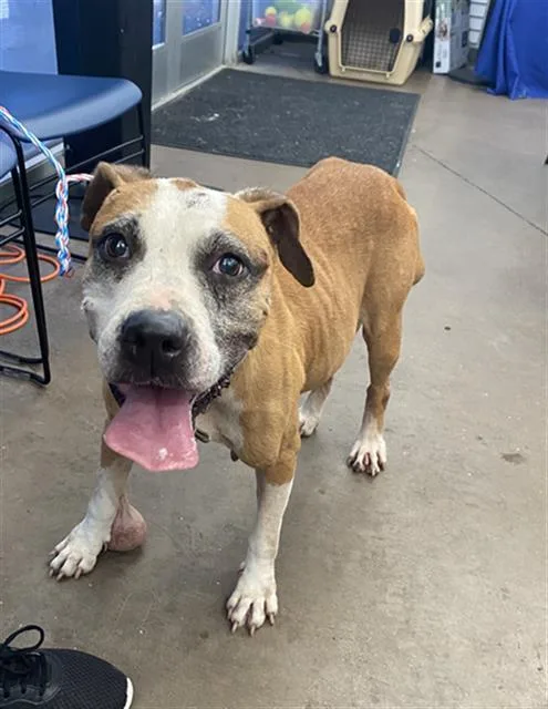 An adult large-sized female Mixed Breed dog named Maple for adoption in Dallas, TX