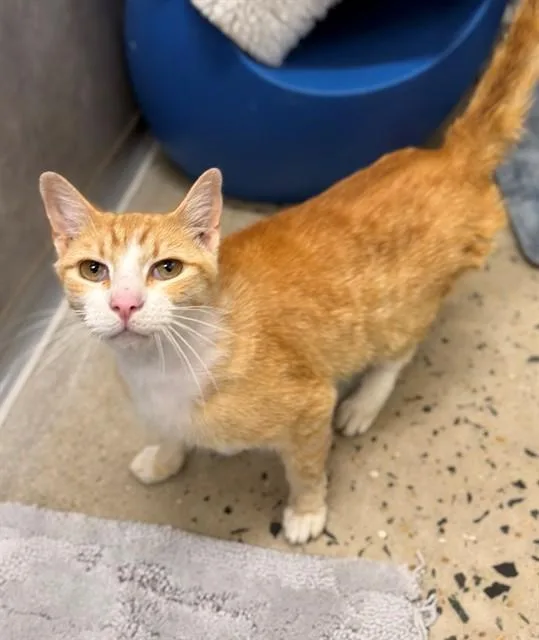 A young medium-sized male Domestic Short Hair cat named Ham Sandwich Energy for adoption in Leesburg, VA