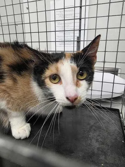 An adult large-sized female Domestic Short Hair cat named Dorothy for adoption in Sevierville, TN