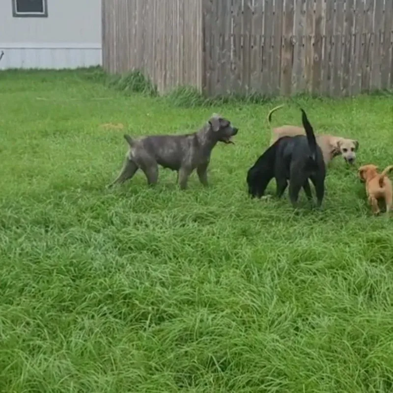 An adult large-sized female Gray / Blue / Silver Cane Corso dog named Hazel for adoption in Magnolia, TX