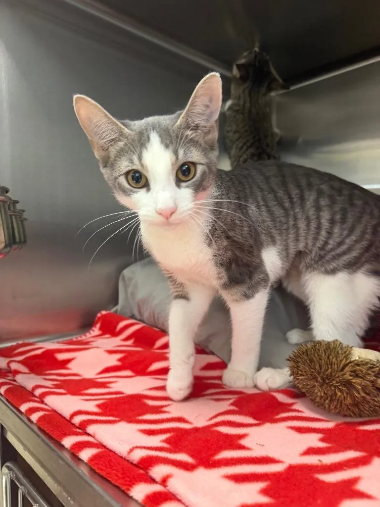 A baby medium-sized female Domestic Short Hair cat named Potato Starch for adoption in Pomona, NY
