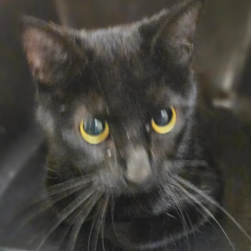 An adult medium-sized male Black American Shorthair cat named Akashi for adoption in Lake Jackson, TX