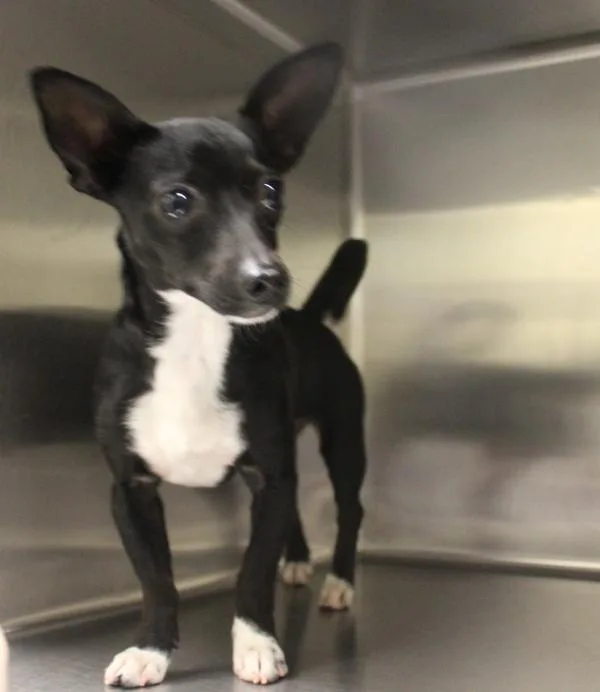 An adult small-sized female Chihuahua dog named Pen c Ruby for adoption in Lawrenceville, GA