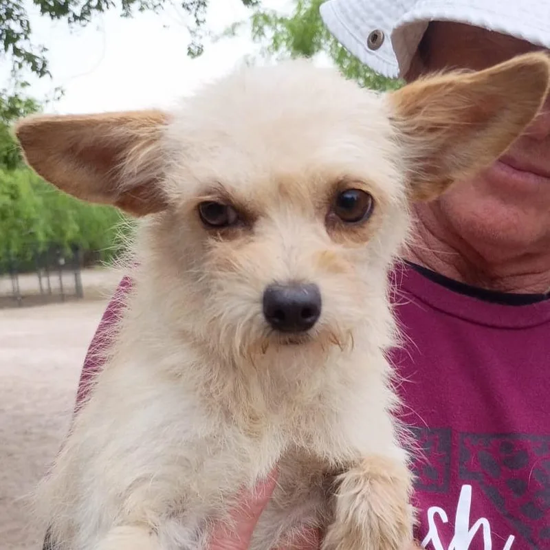 An adult small-sized female White / Cream Chihuahua dog named Polly for adoption in West Islip, NY