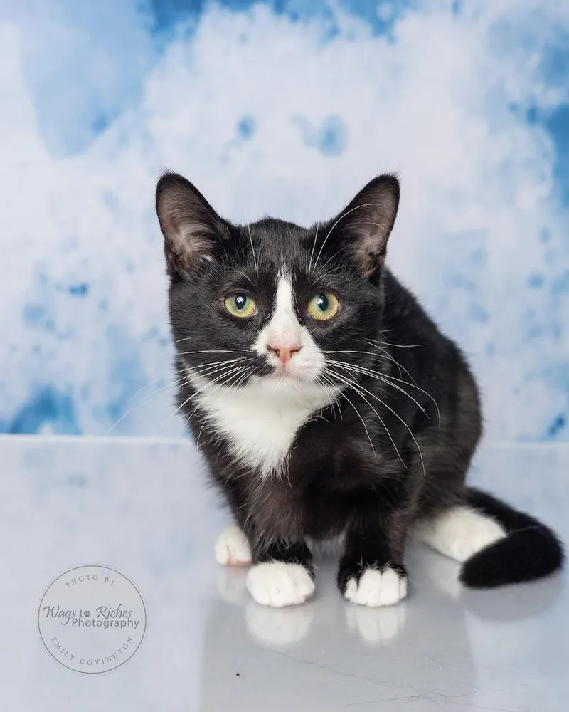 A baby medium-sized female Black & White / Tuxedo Domestic Short Hair cat named Dena for adoption in Tuscaloosa, AL
