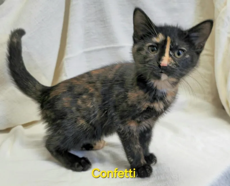 A baby medium-sized female Domestic Short Hair cat named Confetti for adoption in Cedar Rapids, IA