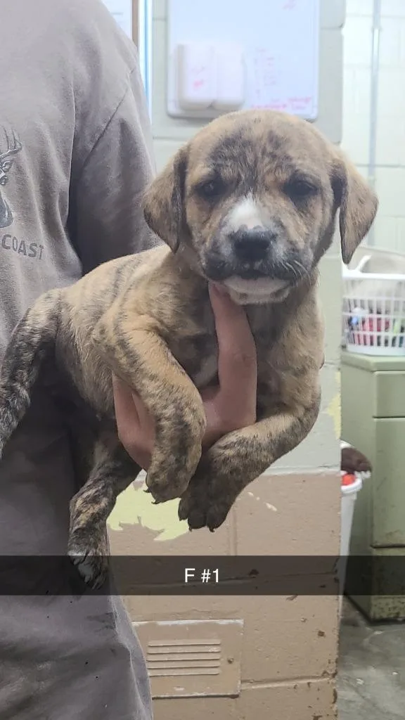 A baby medium-sized female Pit Bull Terrier dog named Moana for adoption in Swainsboro, GA