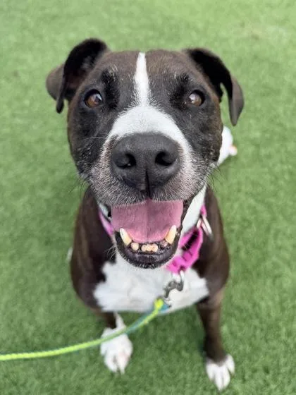 An adult large-sized male Black Pit Bull Terrier dog named Pancho for adoption in Kansas City, MO