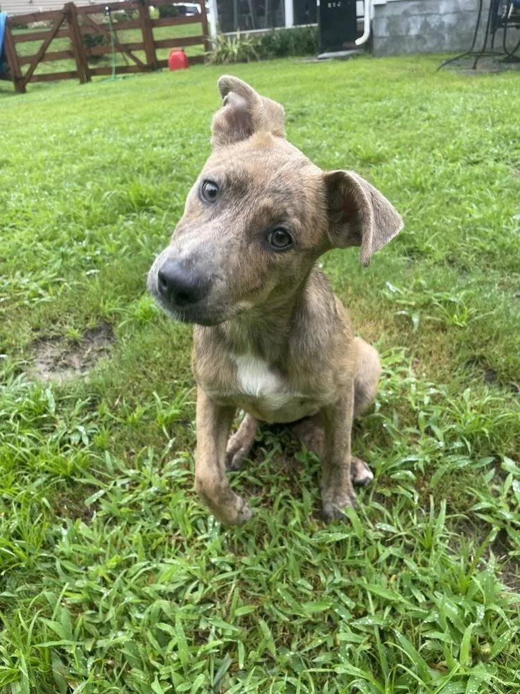 A baby small-sized female Pit Bull Terrier dog named Lena for adoption in Wendell, NC