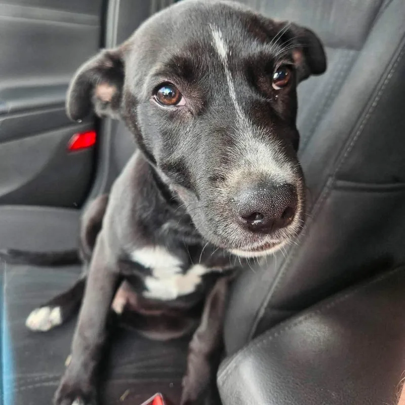 A baby small-sized male Black Terrier dog named Storm for adoption in Falmouth, KY
