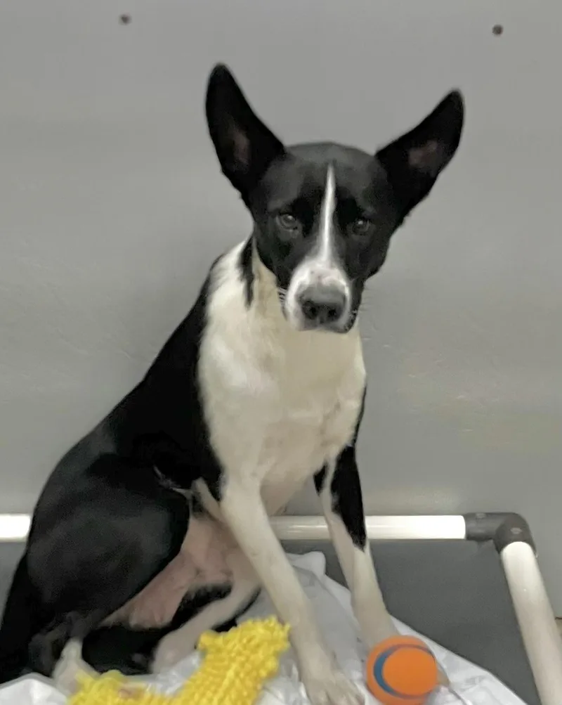 A young medium-sized female Shepherd dog named Pinto for adoption in Parma, OH