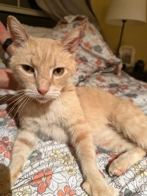 Lemon Pound Cake thumbnail 2