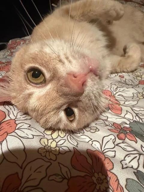 Lemon Pound Cake thumbnail 4