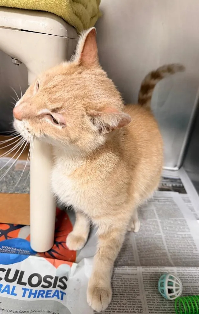 Lemon Pound Cake thumbnail 5