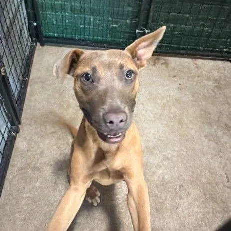 A young small-sized female Pit Bull Terrier dog named Tiffany for adoption in East Hanover, NJ