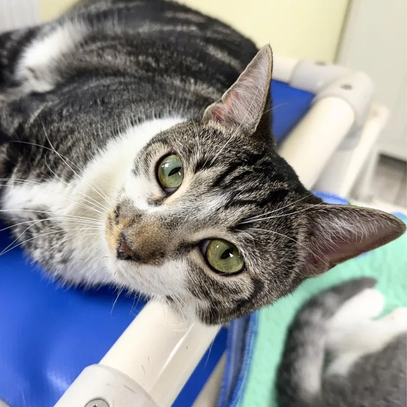 A young medium-sized male Domestic Short Hair cat named Ashley for adoption in Saint Petersburg, FL