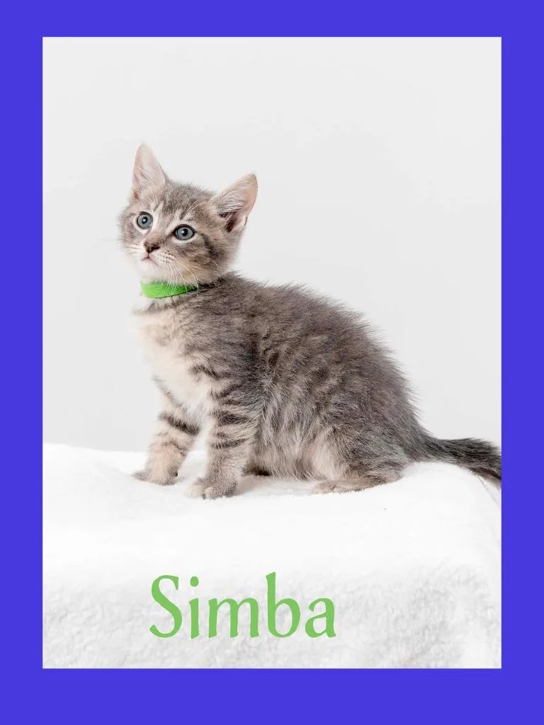 A baby medium-sized male Domestic Short Hair cat named Simba for adoption in Hoover , AL