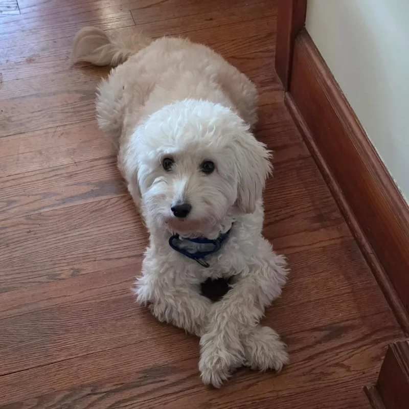 An adult medium-sized female White / Cream Mixed Breed dog named Lamby for adoption in Wappingers Falls, NY