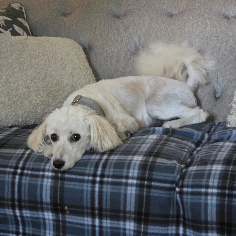 Lamby thumbnail 6