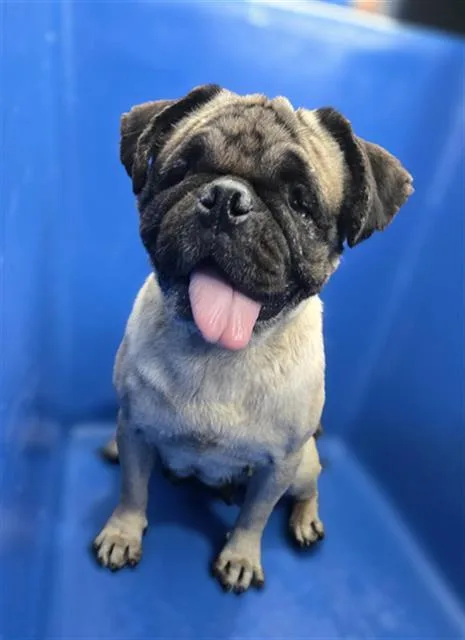 An adult small-sized female Mixed Breed dog named Charity for adoption in Dallas, TX