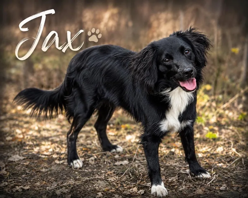 Jax thumbnail 2