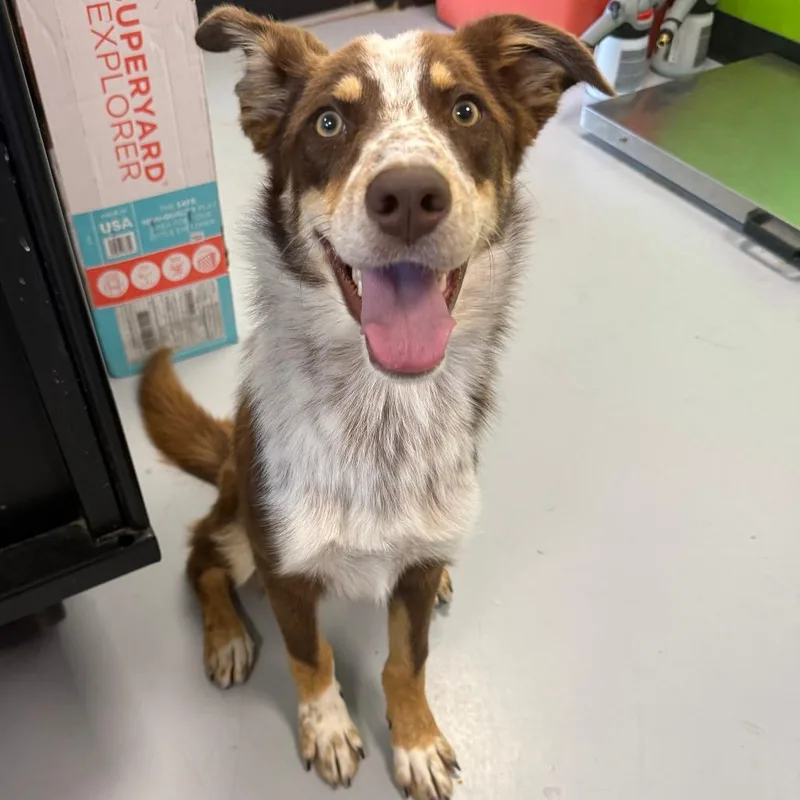 A young medium-sized male Brown / Chocolate Mixed Breed dog named Independence for adoption in Ponca City, OK