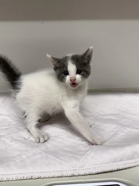 A baby small-sized female Domestic Short Hair cat named Saffron for adoption in Baytown, TX
