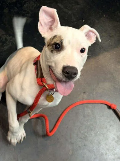 A baby medium-sized female Mixed Breed dog named Bullseye for adoption in Memphis, TN