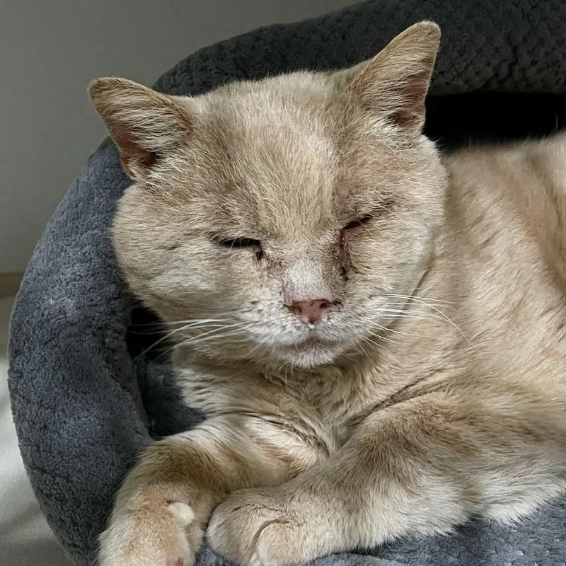 Bubba
