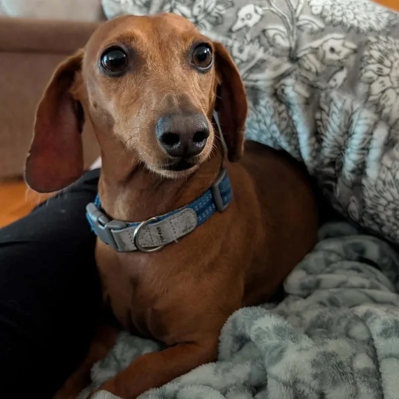 An adult small-sized male Red / Chestnut / Orange Dachshund dog named Gunner for adoption in West Plains, MO