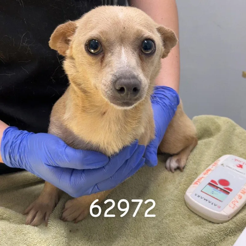 An adult small-sized female Dachshund dog named Lunara for adoption in Chico, CA