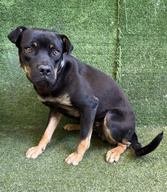 A young medium-sized male Pit Bull Terrier dog named A for adoption in Lancaster, CA