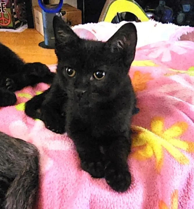 A baby small-sized male Domestic Short Hair cat named Tick for adoption in Burbank, CA