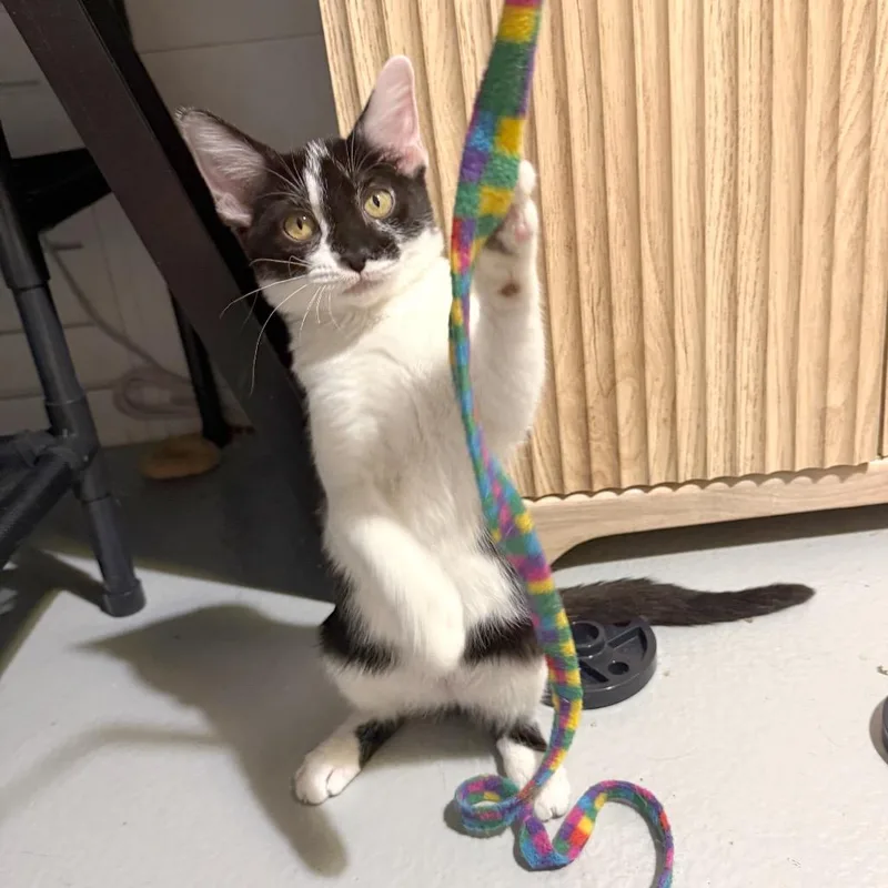 A baby medium-sized female White Domestic Short Hair cat named Hulk for adoption in Houston, TX