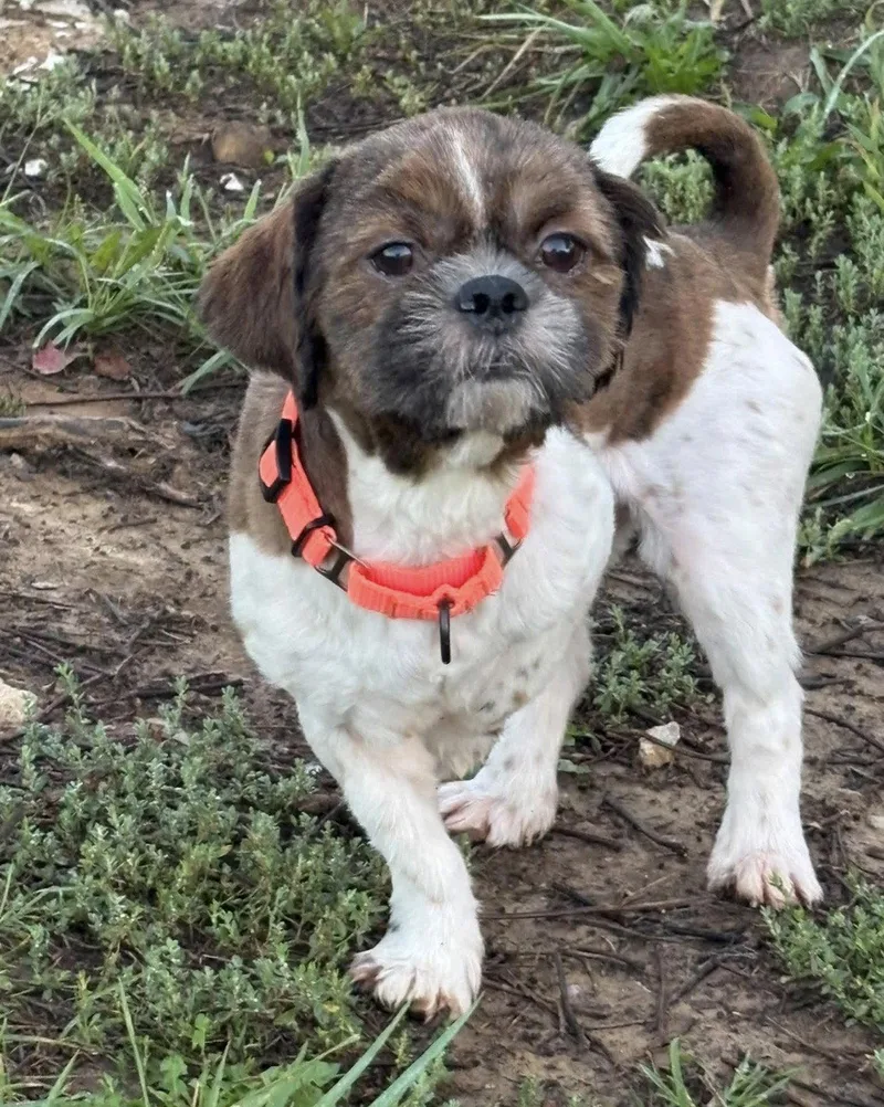 A young small-sized male Shih Tzu dog named Fizz Bit for adoption in Fort Thomas, KY