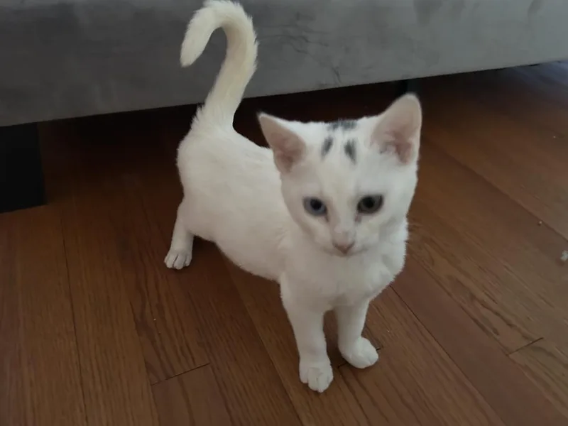 Phillipe And Gatsby thumbnail 2