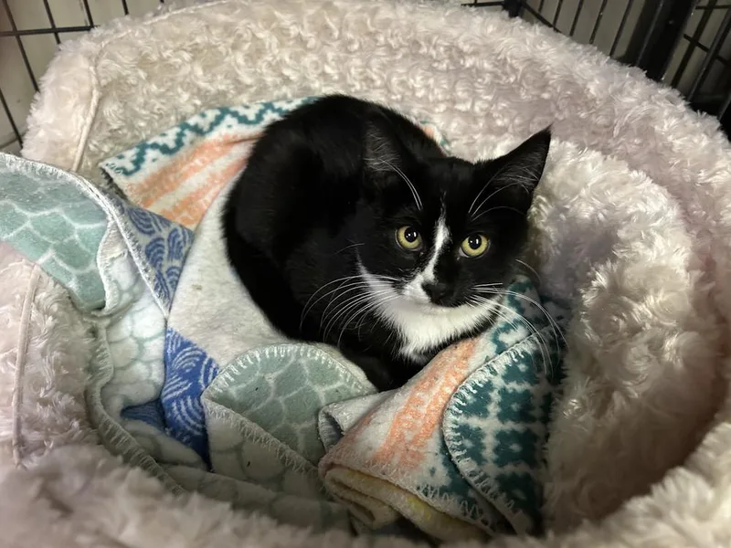 Phillipe And Gatsby thumbnail 3