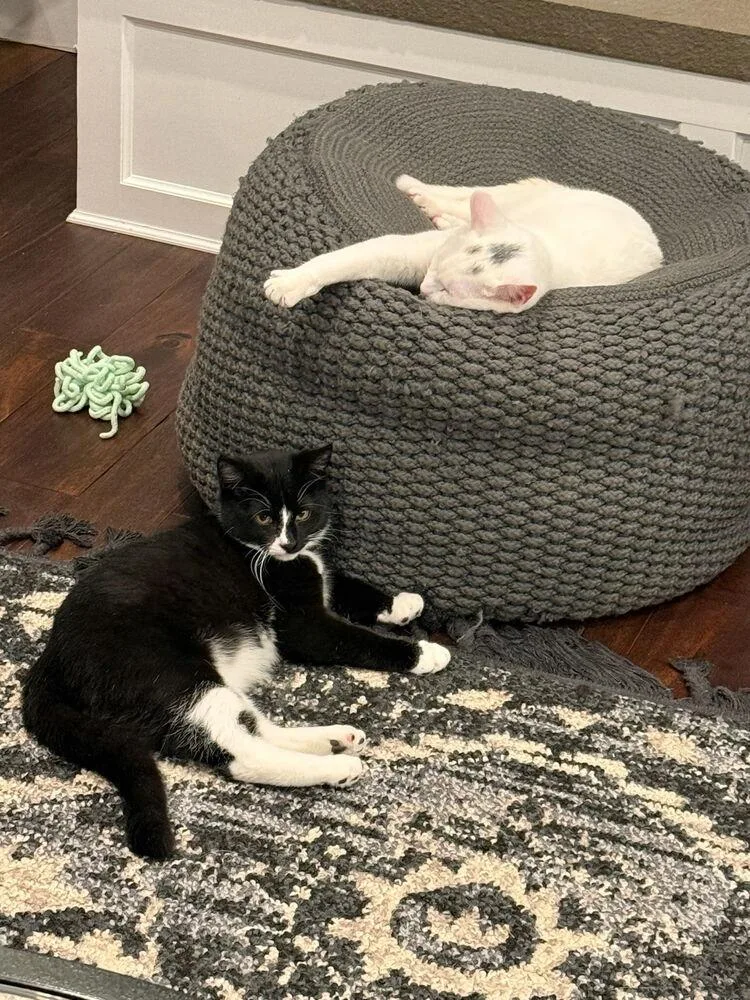 Phillipe And Gatsby thumbnail 4