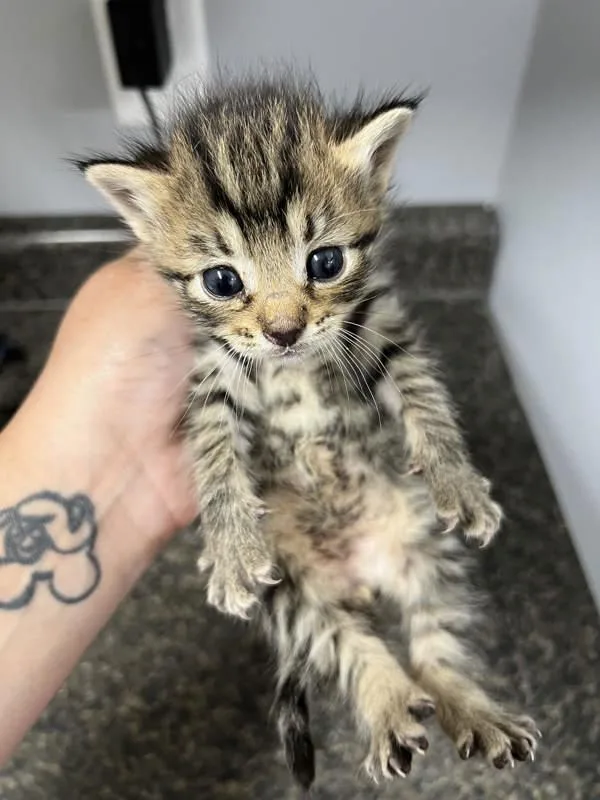 A baby small-sized male Domestic Short Hair cat named Spinach for adoption in Morristown, TN